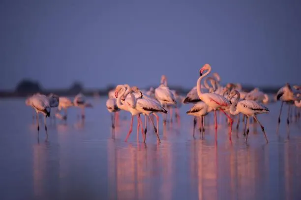 Restaurant Paca 2* Riumar